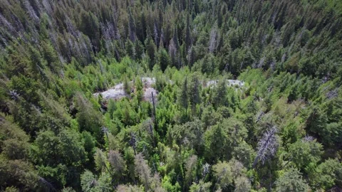 Forest in BC Stock Footage 249953014
