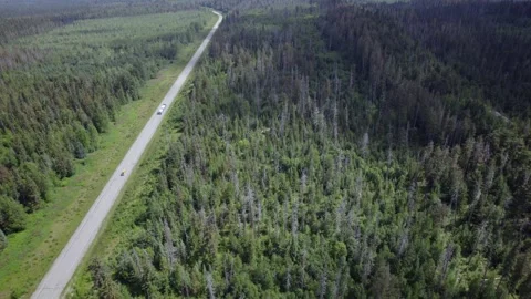 Forest in BC Stock Footage 249953078