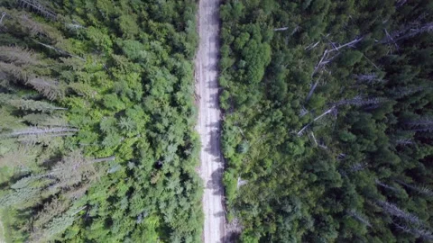 Forest in BC Stock Footage 249953081