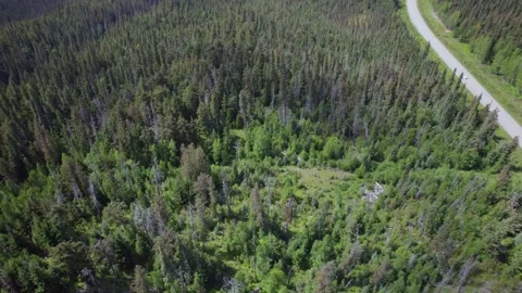 Forest in BC Stock Footage 249953093