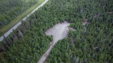 Forest in BC Stock Footage 249953098