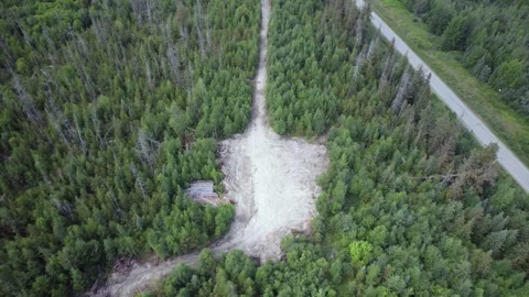 Forest in BC Stock Footage 249953140