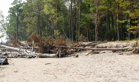 Forest, beach and fallen trees on the Baltic Sea coast in Latvia. Stock Photos