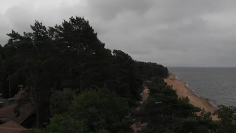Forest on the beach in cloudy weather Stock Footage 146787505