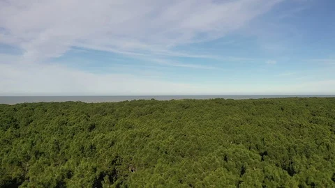 Forest &amp; Beach Stock Footage 116824437