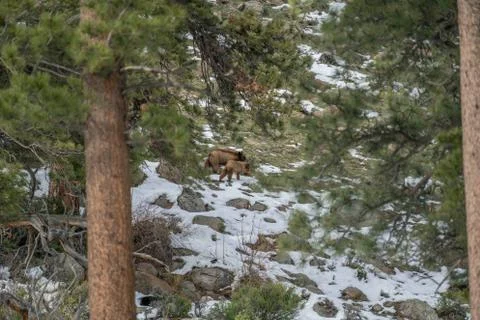 Forest Bear Foto stock