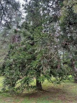 Forest with beautiful green pine tree Stock Photos