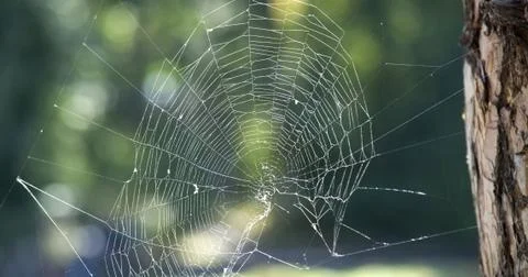 In the forest a beautiful shiny web between the trees. Stock Photos