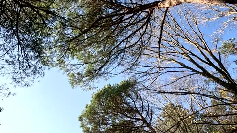 Forest The Beautiful Sky And Trees Stock Footage 339954216