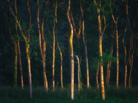Forest with beautiful sunlight Stock Photos