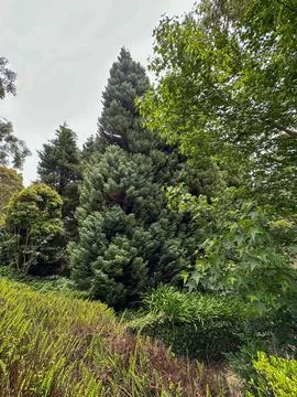 Forest with beautiful trees Stock Photos