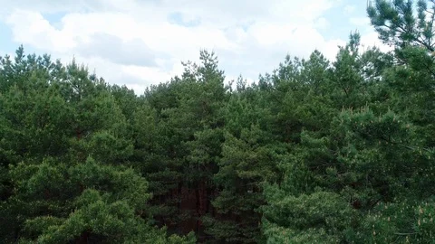 Forest. beautiful view of the river. a ship is floating on the river Stock Footage 118065438