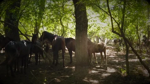 Forest with beautiful wild horses Stock Footage 202209385