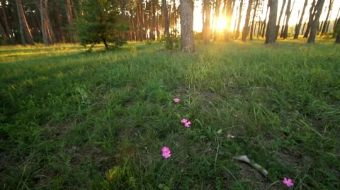 Forest beauty Stock Footage 8625011