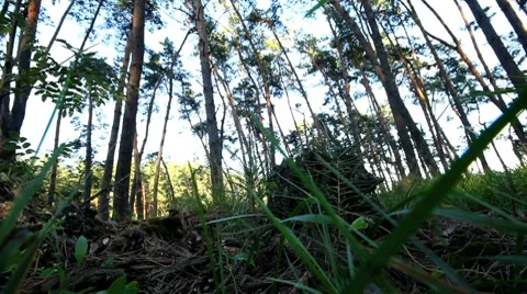 Forest beauty Stock Footage 8636219