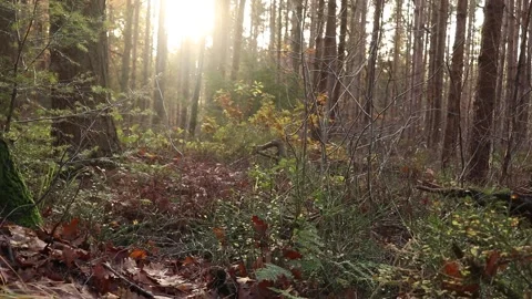 Forest Bed During Golden Hour Autumn Stock Footage 222118056