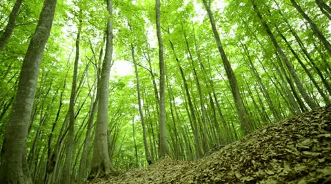 Forest of beech tree Video stock 23690777