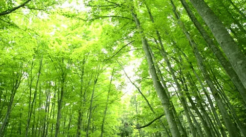 Forest of beech tree Stock Footage 23691202