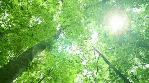 Forest of beech tree Video stock 23691384