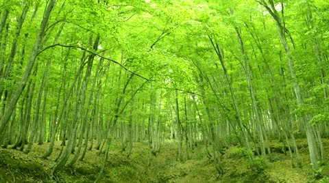 Forest of beech tree Video stock 23693693