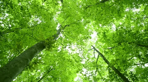 Forest of beech tree Video stock 23693726