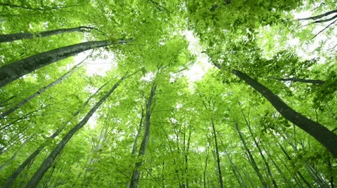 Forest of beech tree Video stock 23693737