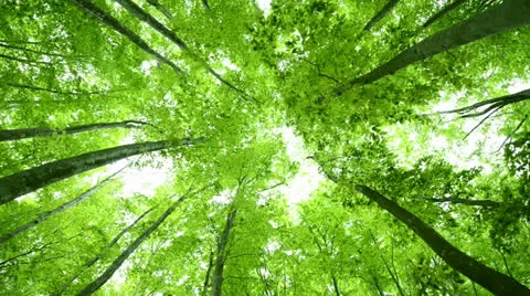 Forest of beech tree Video stock 23694535