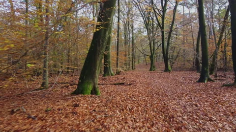 Forest with beech trees and the ground covered with fallen leaves at autumn Stock Footage 217680972