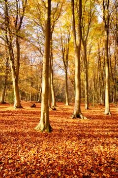 Forest beech trees in autumn fall Stock Photos
