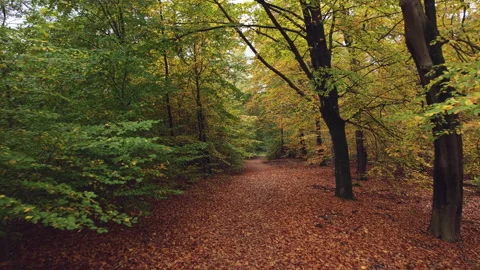 Forest with beech trees at autumn in subdued daylight. Stock Footage 217684857