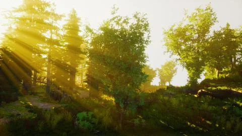Forest of Beech Trees illuminated by sunbeams through fog Stock Illustration