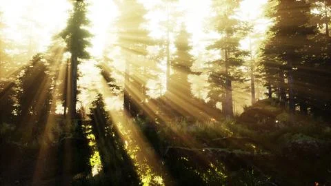 Forest of Beech Trees illuminated by sunbeams through fog Stock Illustration