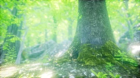 Forest of Beech Trees illuminated by Sunbeams Stock Illustration