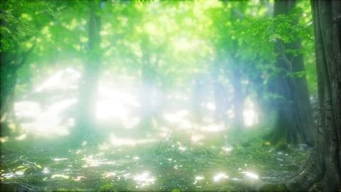 Forest of Beech Trees illuminated by Sunbeams Stock Illustration