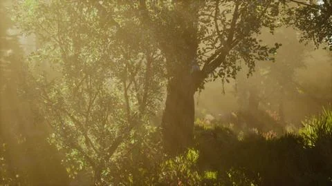 Forest of Beech Trees illuminated by sunbeams through fog Stock Illustration