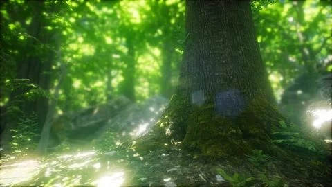 Forest of Beech Trees illuminated by Sunbeams Stock Illustration