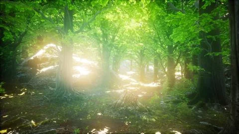 Forest of Beech Trees illuminated by Sunbeams Stock Illustration