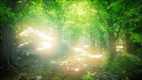 Forest of Beech Trees illuminated by Sunbeams Stock Illustration