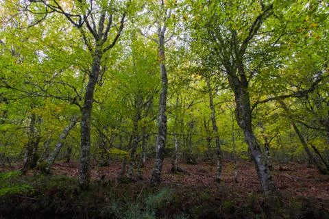 Forest of beech trees 스톡 사진