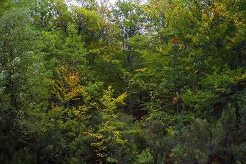 Forest of beech trees - Stock-Fotos