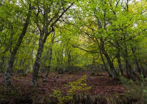 Forest of beech trees 스톡 사진