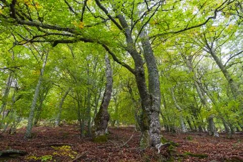 Forest of Beech Trees 库存照片