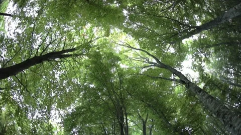 Forest beech trees seen from below with camera rotation movement Stock Footage 151434021