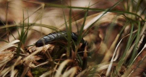 Forest beetle in forest, macro Stock Footage 128021931