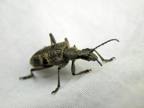 Forest beetle with long mustache close-up Stock Photos