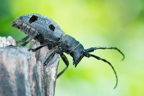 Forest beetle - Morimus funereus Stock Photos