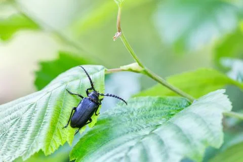 Forest beetle Stock Photos