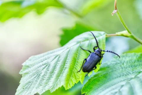 Forest beetle Stock Photos
