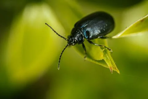 Forest beetle on a young green spring leaf. Stock-Fotos