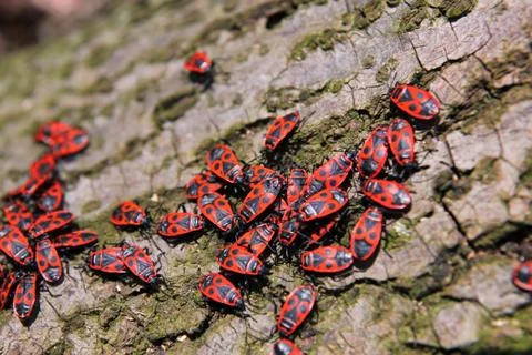 Forest beetles Stock Photos